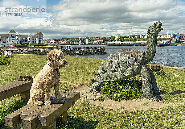 Blonder Kakadu-Hund sitzt auf einer Bank neben einer Schildkröten-Skulptur an der Uferpromenade von South Shields und schaut aufs Wasser hinaus; South Shields  Tyne and Wear  England