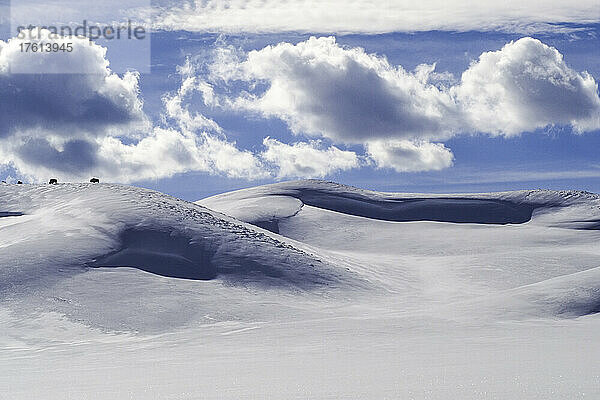 Amerikanischer Bison (Bison bison)  der die verschneiten Hügel durchstreift und auf getrocknetem Gras grast  das aus der schneebedeckten Landschaft mit wogenden Wolken am blauen Himmel im Hayden Valley herausragt; Yellowstone National Park  Wyoming  Vereinigte Staaten von Amerika