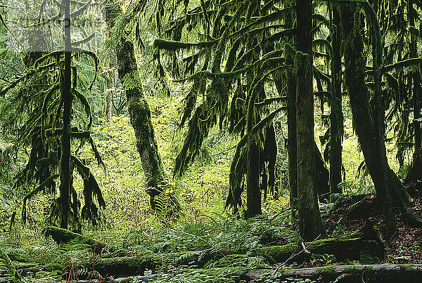 Regenwald im Fraser River Valley  British Columbia  Kanada