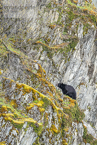 Amerikanischer Schwarzbär (Ursus americanus) beim Klettern an einer steilen Felswand im Glacier Bay National Park; Südost-Alaska  Alaska  Vereinigte Staaten von Amerika