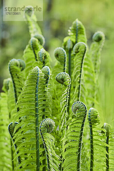 Nahaufnahme des eingerollten Endes eines männlichen Farns oder Wurmfarns (Dryopteris filix-mas); Bayern  Deutschland