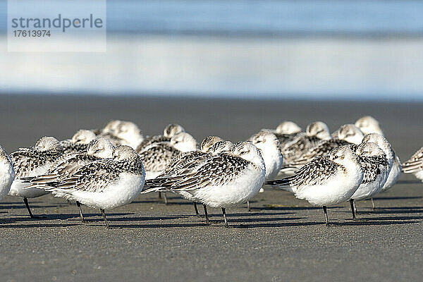 Ein Schwarm Sanderlinge (Calidris alba) hält ein Nickerchen am Strand im Cape Disappointment State Park in Washington  USA; Ilwaco  Washington  Vereinigte Staaten von Amerika