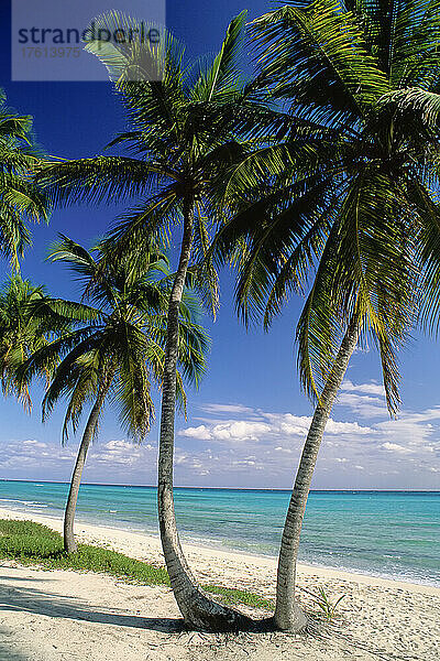 Palmen bei Sonnenuntergang  Emerald Palms Resort  Süd-Andros  Bahamas