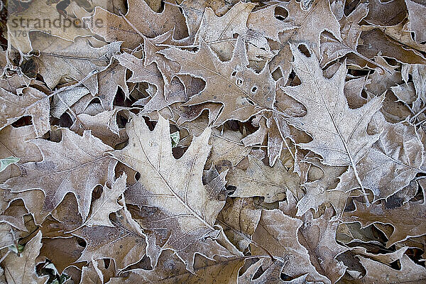 Abgestorbene Blätter mit einer Schicht aus Frost  Tea Creek Mountain Trail - Pocahontas County  West Virginia  USA; West Virginia  Vereinigte Staaten von Amerika
