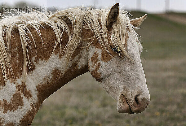 Wilder Mustang mit blauen Augen und brauner und weißer Scheckung in einem Wild Horse Conservation Center; Lantry  South Dakota  Vereinigte Staaten von Amerika