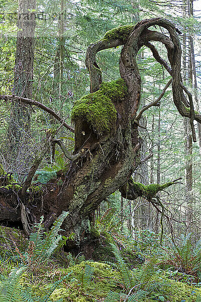 Moos und Bäume  Reginald Hill  Salt Spring Island  British Columbia  Kanada