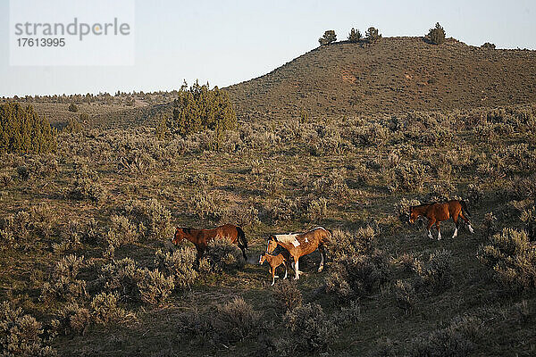 Geschützte wilde Mustangs in der Hochwüste  South Steens Herd Management Area in Oregon  USA; Frenchglen  Oregon  Vereinigte Staaten von Amerika