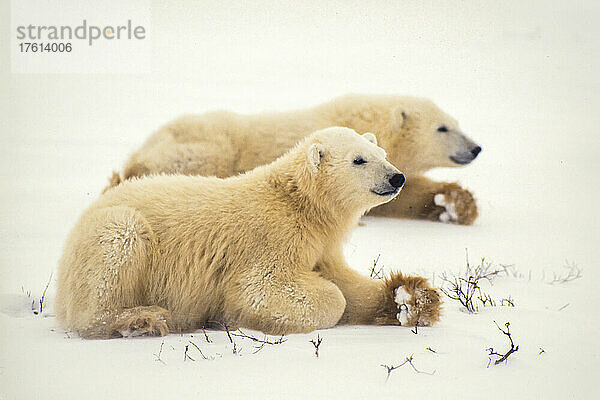 Ein Paar Eisbärenjunge (Ursus maritimus) liegt auf dem Bauch im Schnee und schaut in die Winterlandschaft hinaus; Hudson's Bay  Manitoba  Kanada