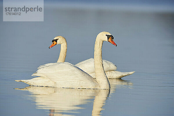 Zwei Höckerschwäne (Cygnus olor) schwimmen an einem sonnigen Tag auf der Donau; Oberpfalz  Bayern  Deutschland