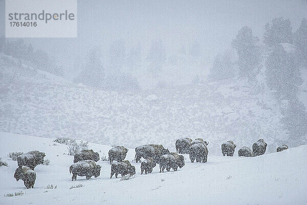 Schneebedeckte Herde amerikanischer Bisons (Bison bison)  die in einem Schneesturm durch die schneebedeckten Felder wandern; Yellowstone National Park  Vereinigte Staaten von Amerika