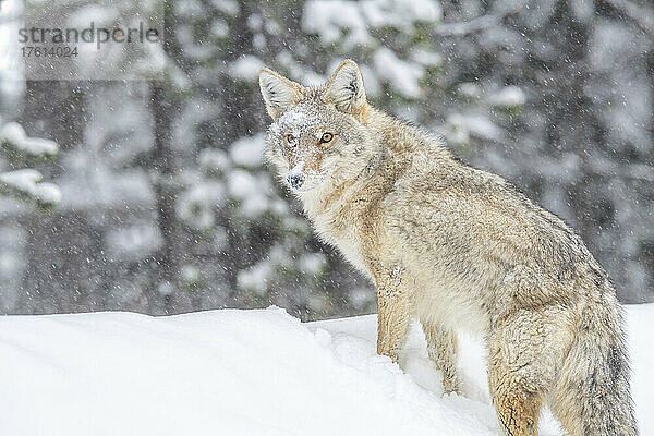 Blick von hinten auf einen Kojoten (Canis latrans)  der in einer Schneewehe im fallenden Schnee steht und in die Kamera zurückschaut; Yellowstone National Park  Vereinigte Staaten von Amerika