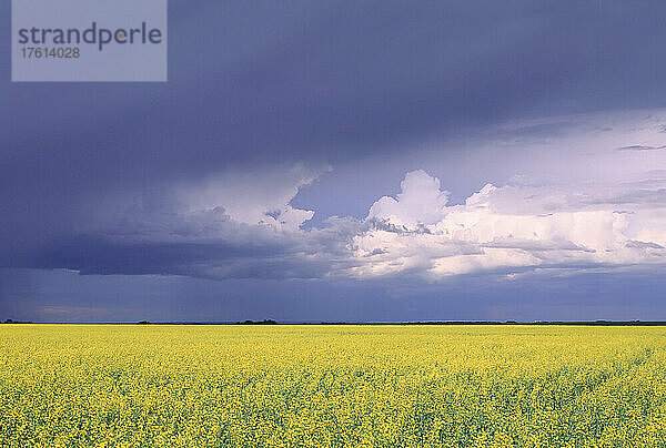 Rapsfeld und Gewitterwolke  östlich von Outlook  Saskatchewan  Kanada