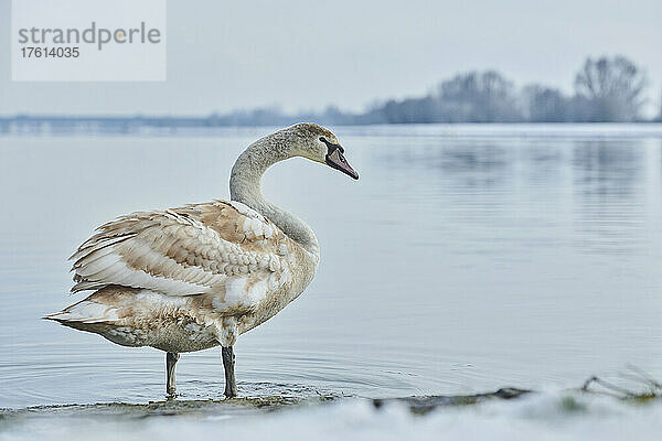 Junger Höckerschwan (Cygnus olor) stehend an der Donau; Bayern  Deutschland