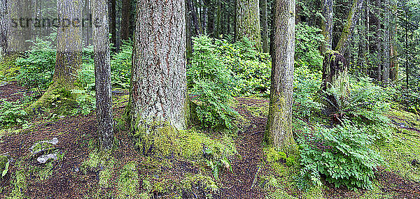 Üppige Pflanzen und Moos auf einem Waldboden  in der Nähe des Rice Lake im Lynn Valley Canyon  North Vancouver  BC  Kanada; North Vancouver  British Columbia  Kanada