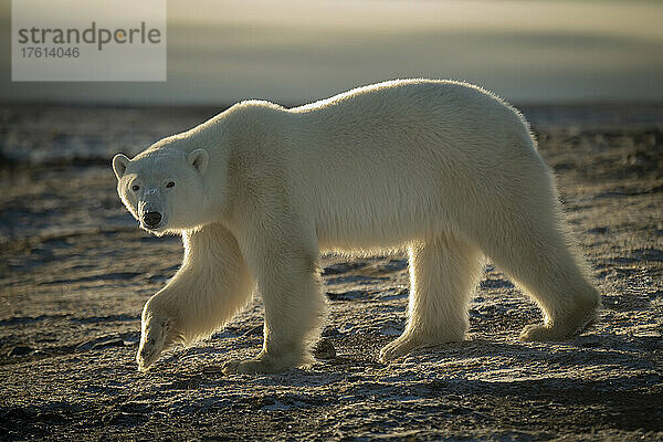 Eisbär (Ursus maritimus) hebt seine Tatze beim Überqueren der Tundra; Arviat  Nunavut  Kanada