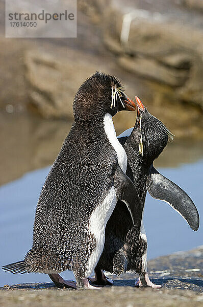 Zwei Südliche Felsenpinguine (Eudyptes chrysocome) bei einem Balzritual; Falklandinseln  Antarktis