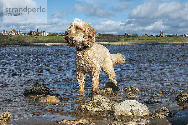 Ein blonder Cockapoo-Hund steht im seichten Wasser am Ufer; South Shields  Tyne and Wear  England