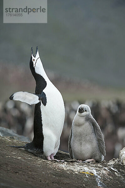 Zügelpinguin (Pygoscelis antarcticus)  Mutter und Küken auf einem Felsen sitzend; Antarktis