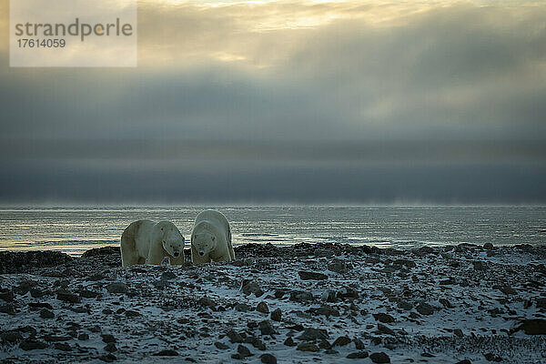 Zwei Eisbären (Ursus maritimus) beäugen die Kamera am Ufer; Arviat  Nunavut  Kanada