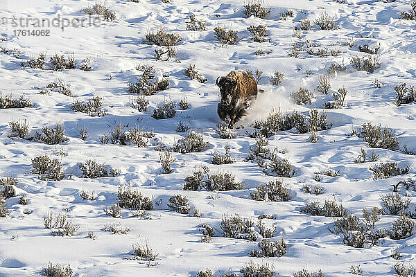 Wisent (Bison bison)  der durch ein schneebedecktes Feld mit großem Salbei (Artemisia tridentata) läuft und dabei Schneestaub aufwirbelt; Yellowstone National Park  Vereinigte Staaten von Amerika