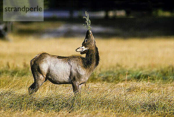 Porträt eines jungen Elchs (Cervus canadensis)  der mit einer Kanadadistel im Maul auf der Norris-Wiese steht und seinen Kopf in einer komischen Position erhoben und gedreht hat  um den Aufklebern auf dem Stängel auszuweichen; Yellowstone-Nationalpark  Wyoming  Vereinigte Staaten von Amerika