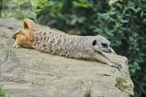 Erdmännchen (Suricata suricatta)  das sich auf einem Felsen reckt  in Gefangenschaft; Bayern  Deutschland