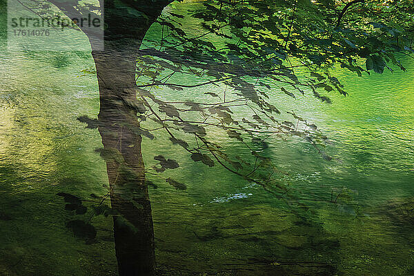 Üppig grünes Laub  das sich im Fluss in Asturien  Nordspanien  spiegelt. Die Region ist berühmt für die Schönheit ihrer üppigen Landschaft  den Reichtum an Wasser und die spektakulären Nationalparks; Principado de Asturias  Spanien