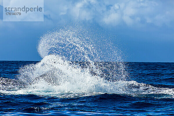 Ein Buckelwal schneidet sich im Pazifischen Ozean den Schwanz ab.