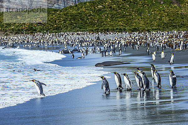 Königspinguine auf dem Weg ins Meer in der Nähe von Gold Harbor auf Südgeorgien  Antarktis.