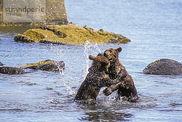 Braunbärenjunge (Ursus arctos)  die im flachen Wasser in Ufernähe stehen und neben den Felsen kämpfen und planschen  im Katmai National Park; Alaska  Vereinigte Staaten von Amerika