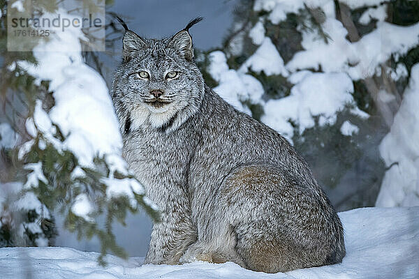 Porträt eines kanadischen Luchses (Lynx canadensis)  der im winterlichen Wald sitzt und in die Kamera schaut; Whitehorse  Yukon  Kanada