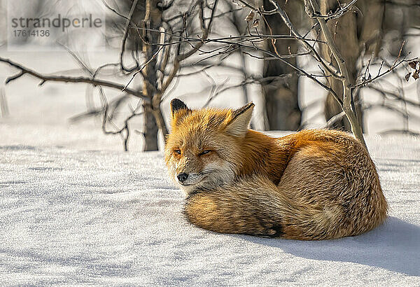 Porträt eines im Schnee ruhenden Rotfuchses (Vulpes vulpes); Whitehorse  Yukon  Kanada