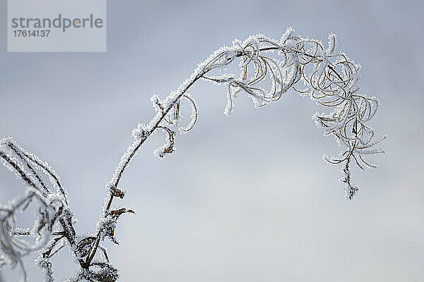 Nahaufnahme einer mit Frost bedeckten Pflanze; Thunder Bay  Ontario  Kanada