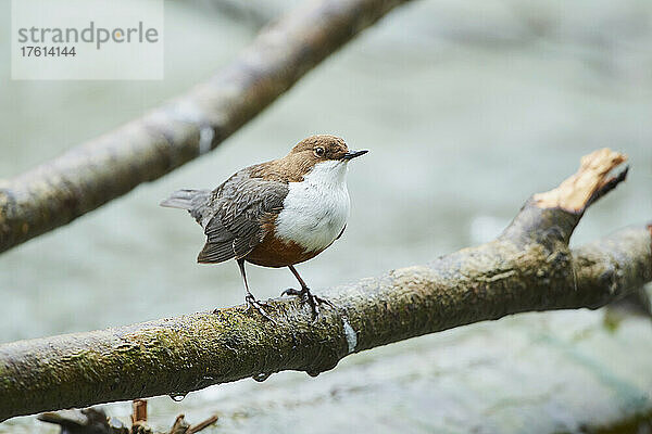 Wasseramsel (Cinclus cinclus) auf einem Ast an der Isar; München  Bayern  Deutschland