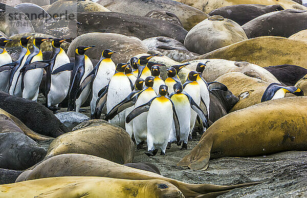 Königspinguine (Aptenodytes patagonicus) bahnen sich zielstrebig ihren Weg durch ein Gewirr von Südlichen Seeelefanten (Mirounga leonina)  die an einem Sandstrand ruhen; Südgeorgien  Antarktis