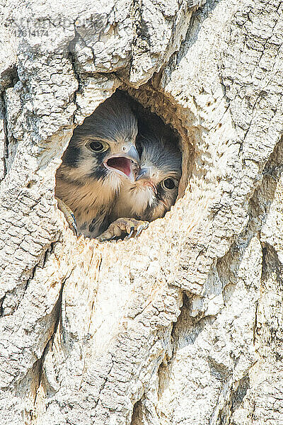 Ein Paar junger amerikanischer Turmfalken (Falco sparverius) späht aus einer Nisthöhle in einem schmalblättrigen Pappelbaum (Populus angustifolia) und sucht nach Nahrung; Montana  Vereinigte Staaten von Amerika