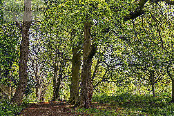 Schotterweg durch eine üppige Parkanlage mit großen Bäumen; Sunderland  Tyne and Wear  England