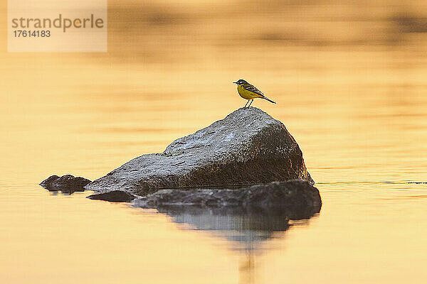 Gebirgsstelze (Motacilla flava) auf einem Felsen in der Donau bei Sonnenuntergang sitzend; Bayern  Deutschland