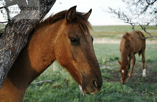 Geschützte Wildpferde in einem Mustang- und Burro-Schutzgebiet; Lantry  South Dakota  Vereinigte Staaten von Amerika