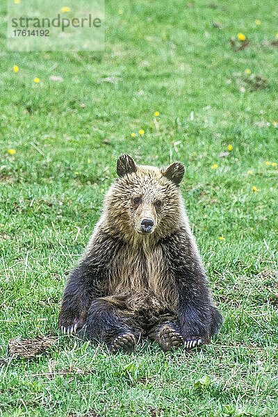 Porträt eines niedlichen Braunbärenjungen (Ursus arctos)  der vom Spielen müde ist  auf einer Wiese sitzt und in die Kamera schaut  im Yellowstone National Park; Wyoming  Vereinigte Staaten von Amerika