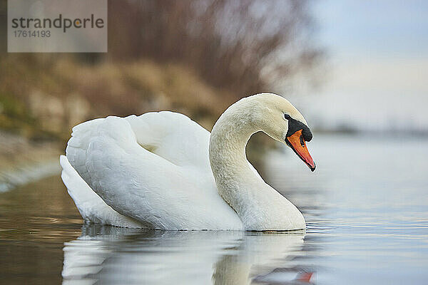 Höckerschwan (Cygnus olor) Porträt  schwimmend auf der Donau; Oberpfalz  Bayern  Deutschland