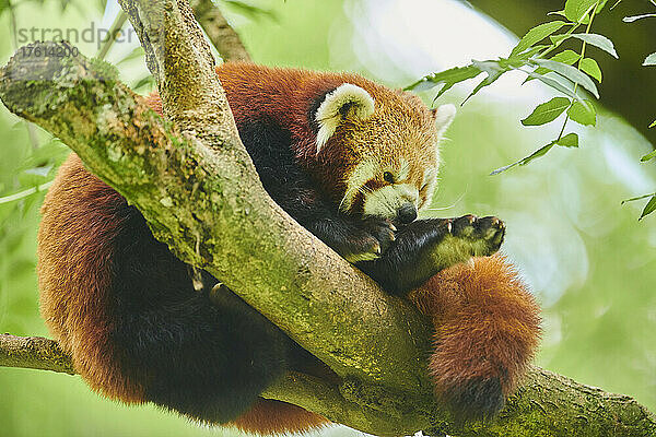 Roter Panda (Ailurus fulgens) in einem Baum sitzend  in Gefangenschaft; Tschechische Republik