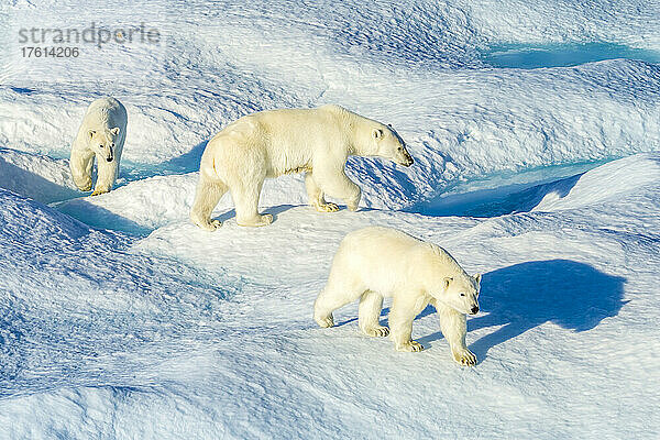 Mutter und Jungtiere  Eisbären (Ursus maritimus)  die über die Eisschollen in der kanadischen Arktis wandern.