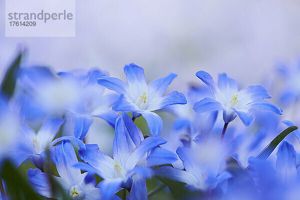 Blüten der Bossier'schen Schneepracht oder Lucile'schen Schneepracht (Scilla luciliae); Bayern  Deutschland