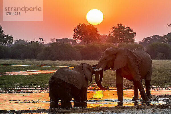 Zwei afrikanische Buschelefanten (Loxodonta africana) bei Sonnenuntergang am Flussufer; Okavango-Delta  Botsuana