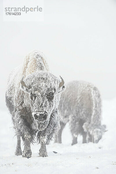 Schneebedeckter Bison (Bison bison) in einem Schneesturm im Yellowstone National Park; Vereinigte Staaten von Amerika