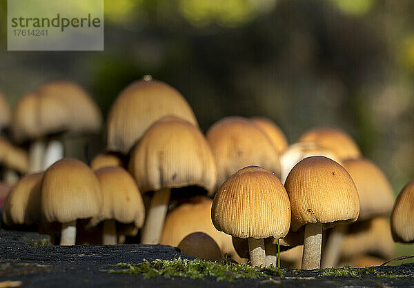 Cluster von kleinen Pilzen  die auf einer Fläche wachsen; Bolam  Northumberland  England