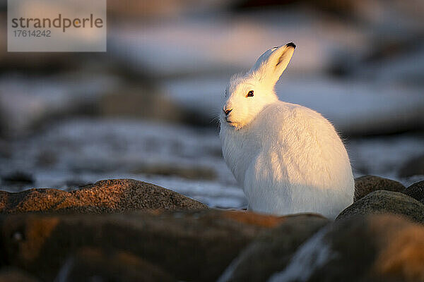 Polarhase (Lepus arcticus) sitzt zwischen Felsen und beobachtet die Kamera; Arviat  Nunavut  Kanada