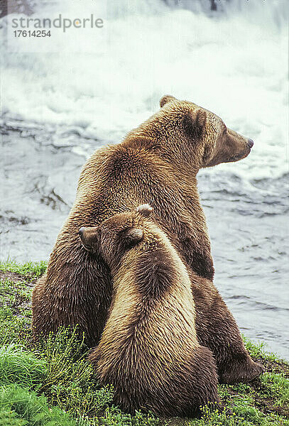 Blick von hinten auf ein Braunbärenjunges (Ursus arctos)  das sich auf dem Rücken seiner Mutter ausruht  während die beiden am Ufer eines Wasserfalls im Katmai National Park sitzen; Alaska  Vereinigte Staaten von Amerika