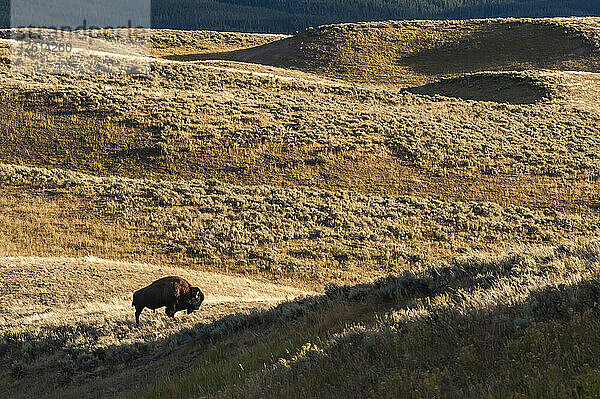 Ein einsamer amerikanischer Bisonbulle (Bison bison) weidet in einem abgelegenen Salbeibuschfeld; Yellowstone National Park  Vereinigte Staaten von Amerika